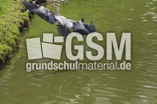 Graureiher-A 187.jpg